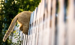 Invisible Fences’ For Cats