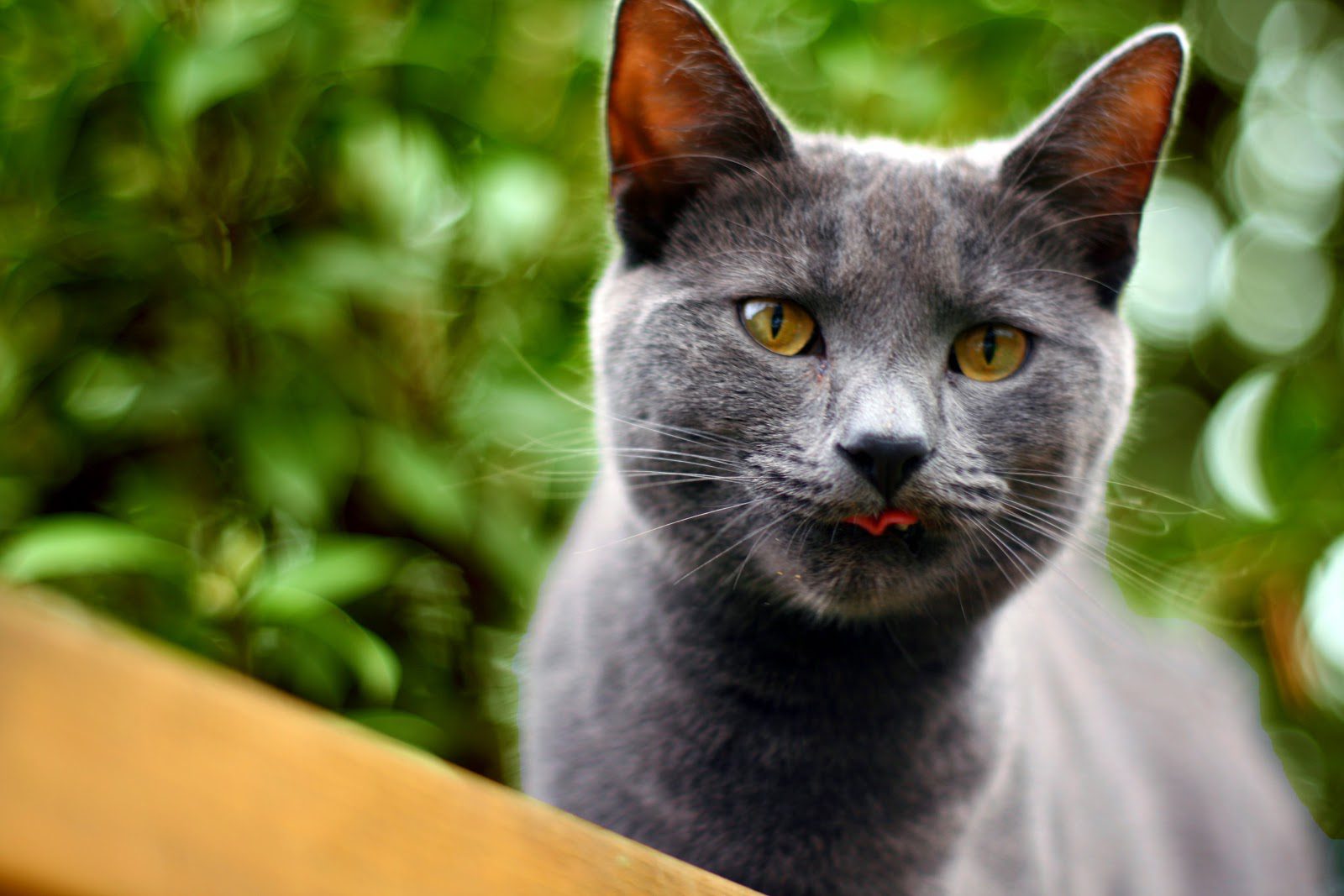 Pet Tech Now We Have Invisible Fences For Cats Techbullion