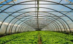 Greenhouse Film