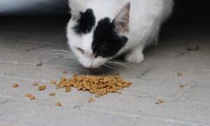 Insect-based Pet Food Market