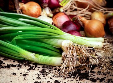 Fresh Onions and Shallots Market