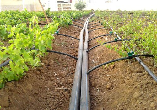 Drip Irrigation Market Trend