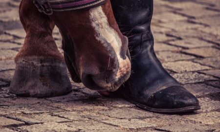 Hoof Boots Market