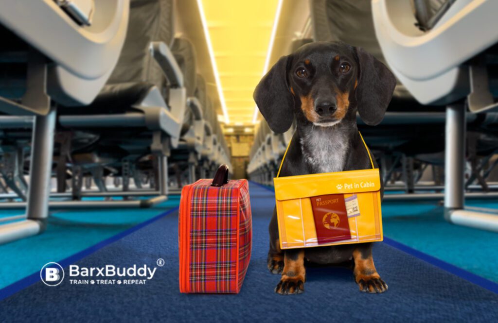 Travelling with dogs with BarxBuddy.