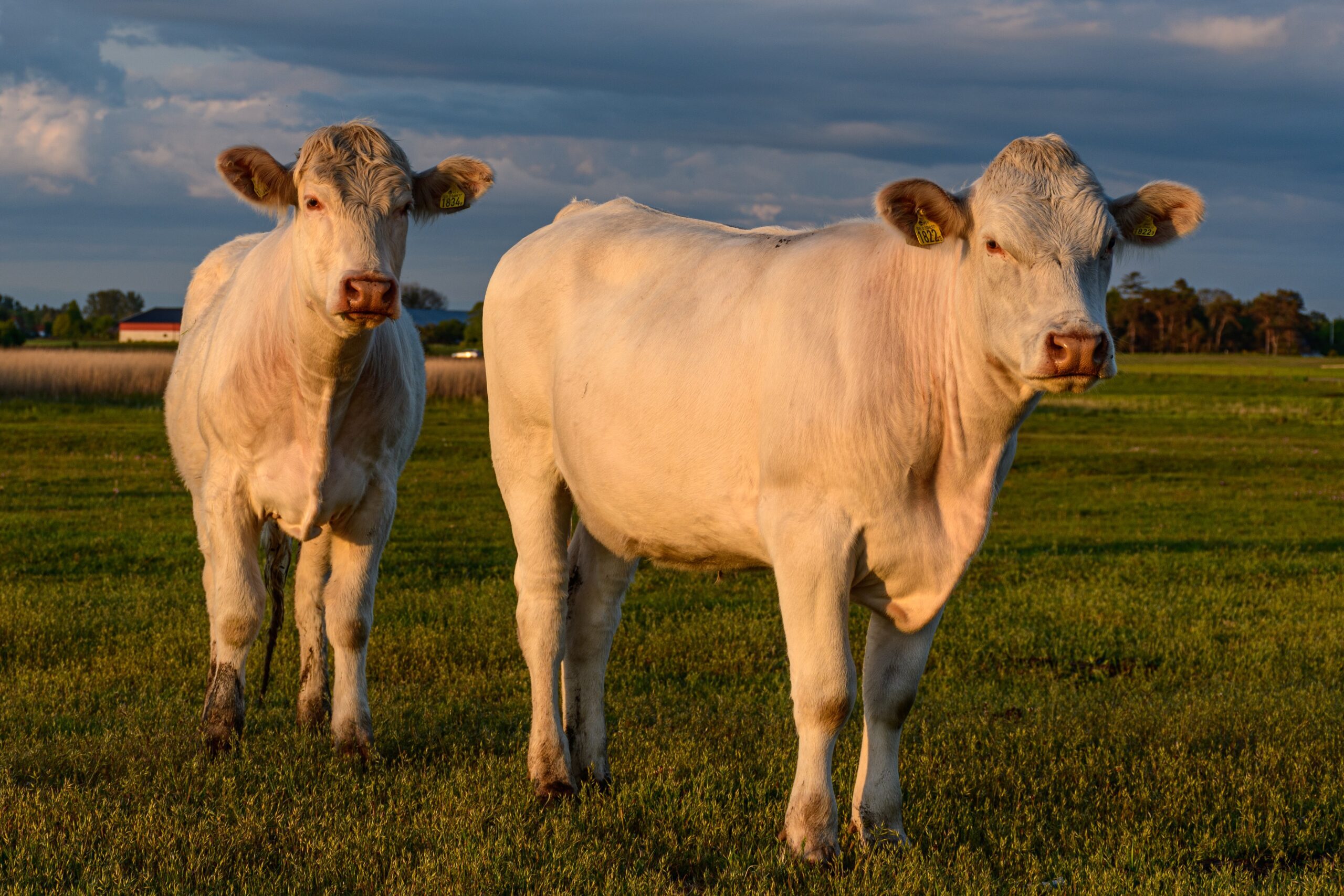 К чему снится белая корова. Human Cow.