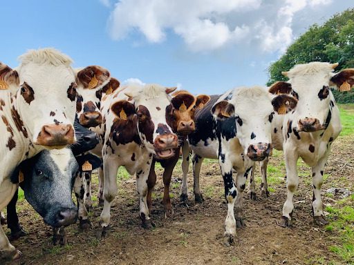 Seaweed-Fed Cows