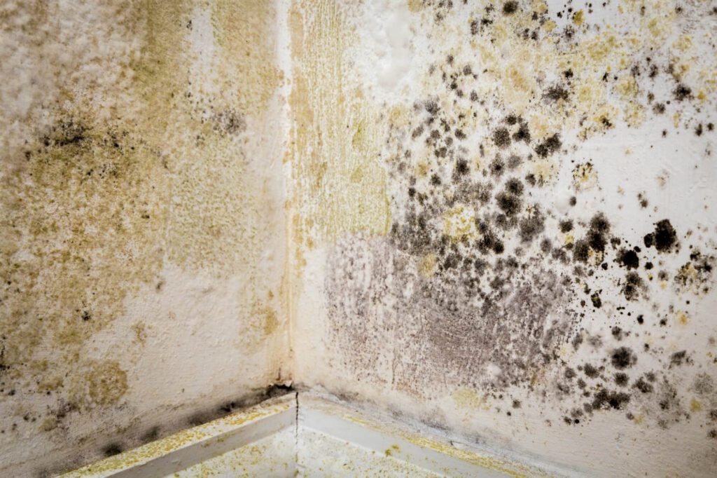 Mold