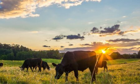 Brief overview of the different types of technology used in cow farming