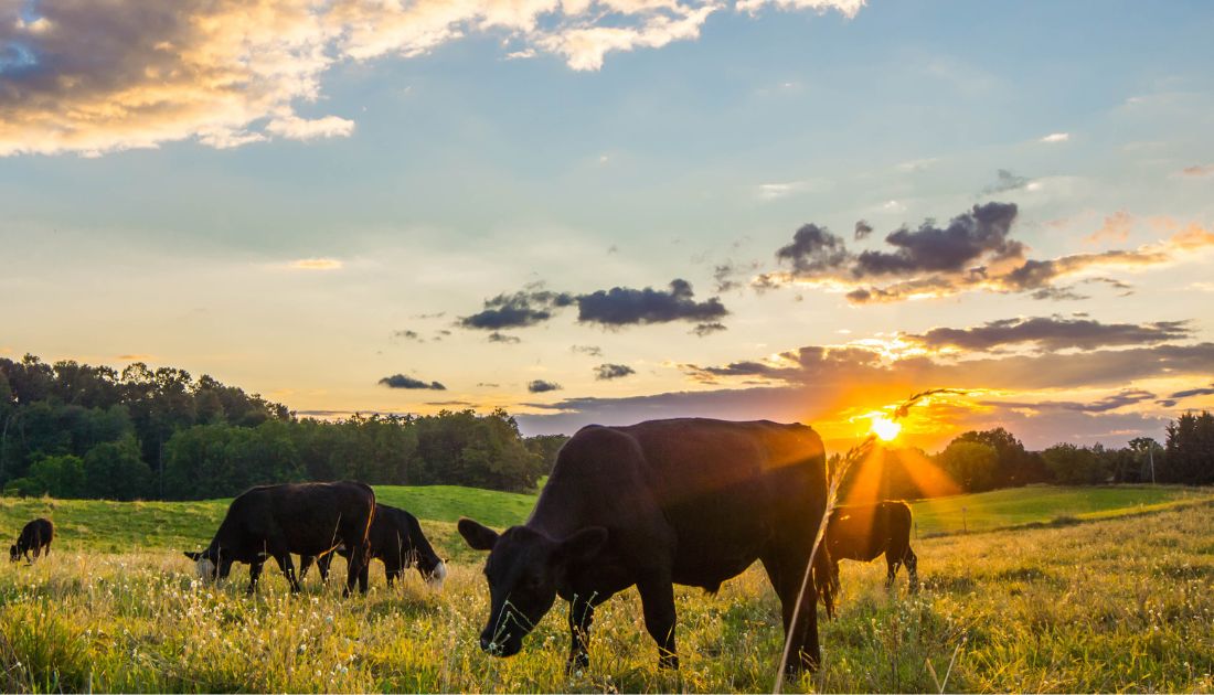 Brief overview of the different types of technology used in cow farming