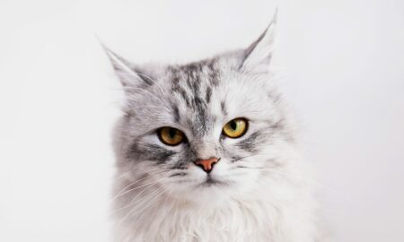 Persian Cat