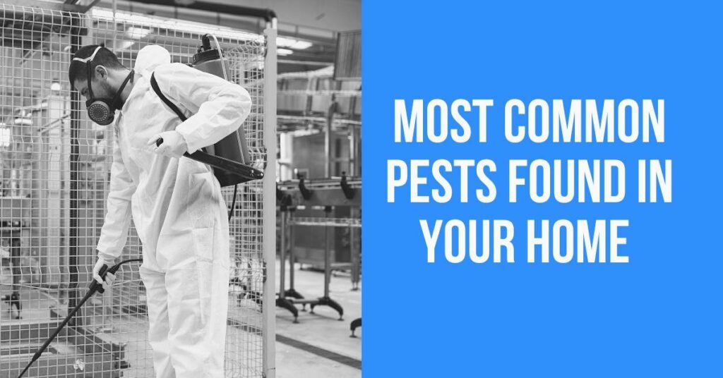 Common Pests