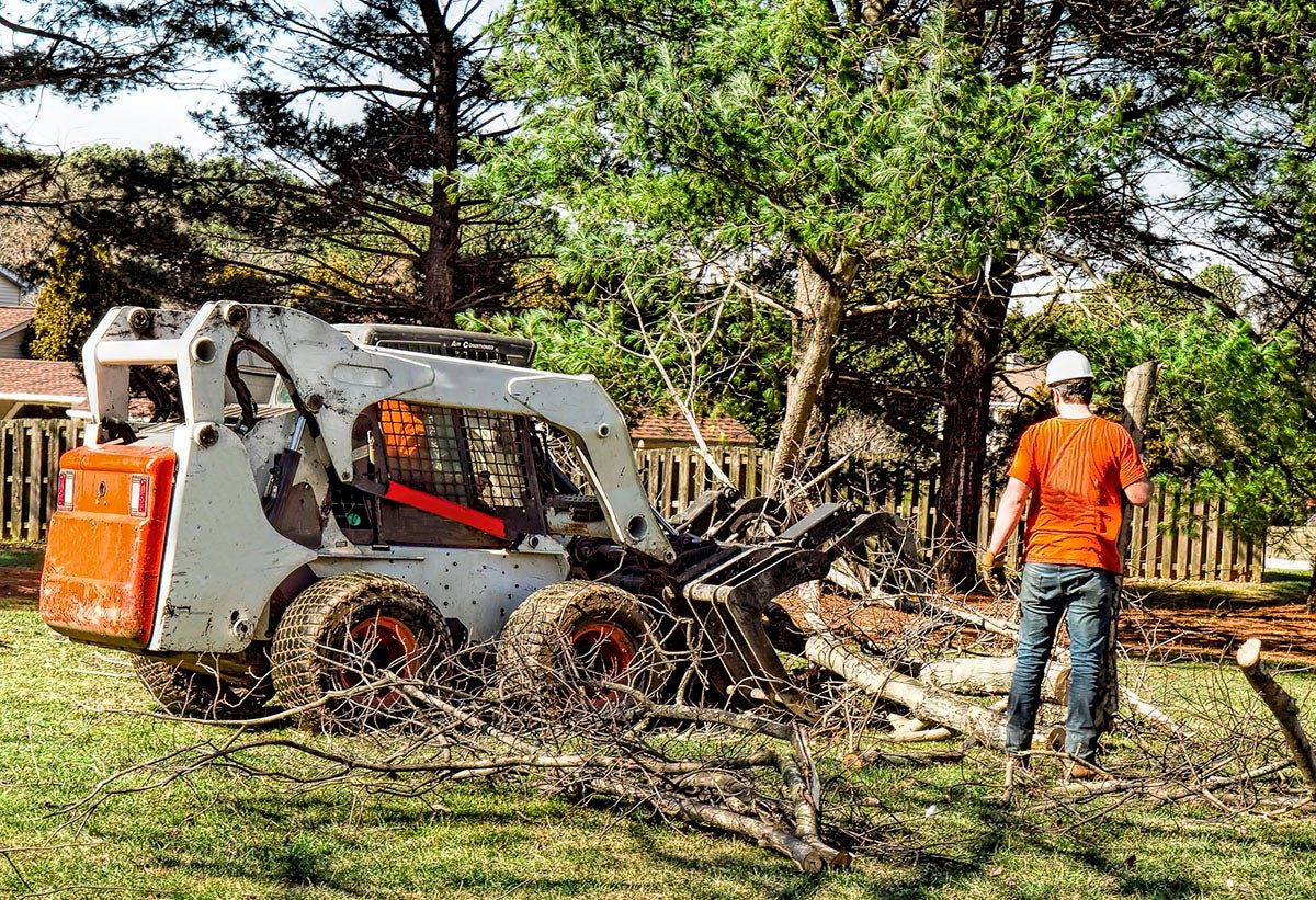 Tree Services