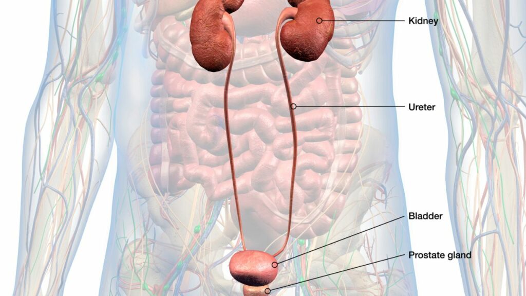 dr raul fernandez crespo breaks down the best ways to keep your urinary tract healthy at home