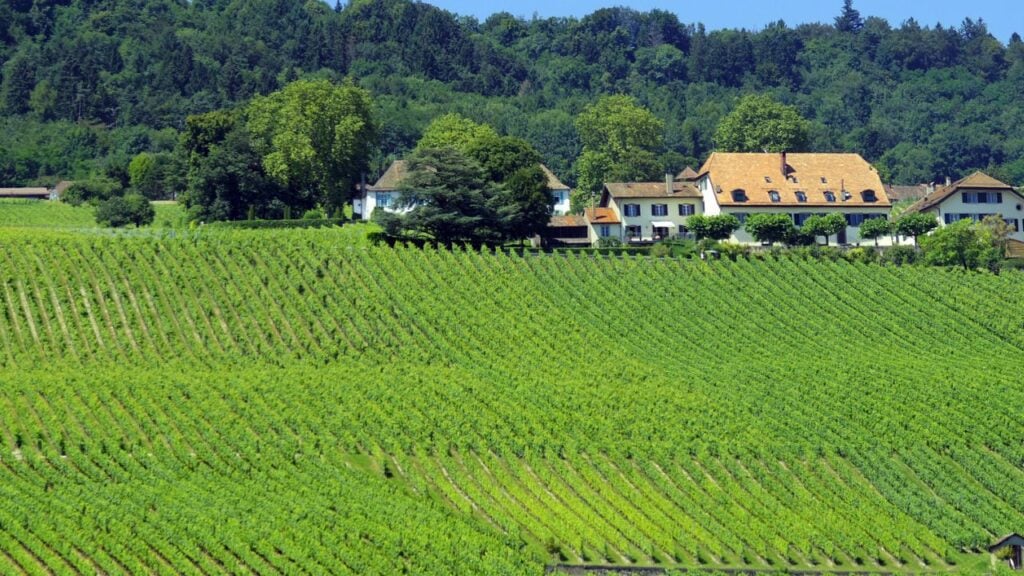 from farm to table meg millers perspective on the importance of sustainable agriculture