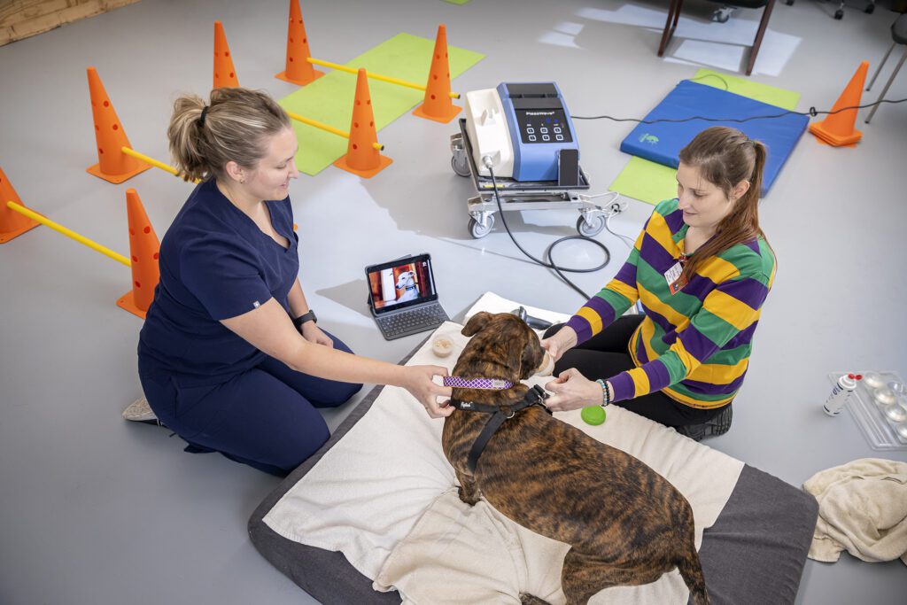 The Importance of Mentorship and Networking During Veterinary School Clinical Rotations