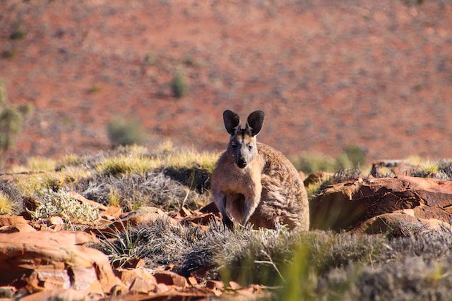 Australia Wildlife