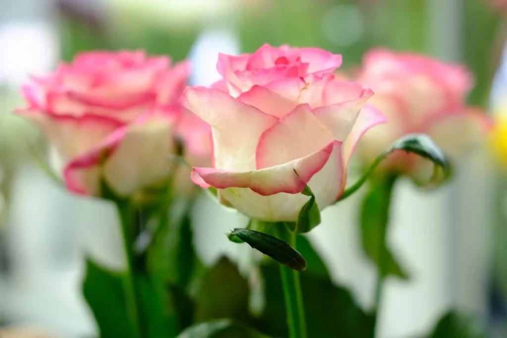 Birthday Flowers