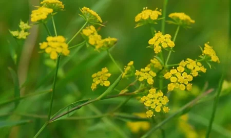 Bupleurum - Uses, Side Effects, and More