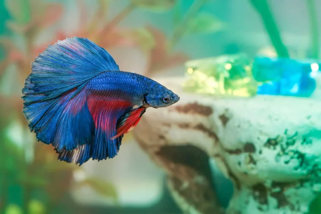 Halfmoon Betta Fish