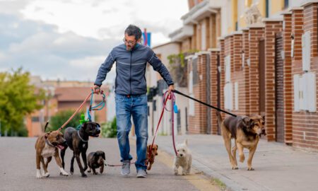 Dog Walking Services