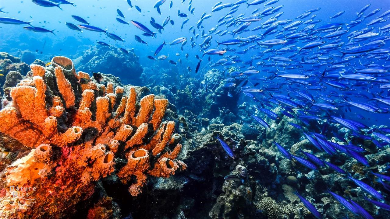 Discover the Enchanting Underwater World: Bali Diving Guide