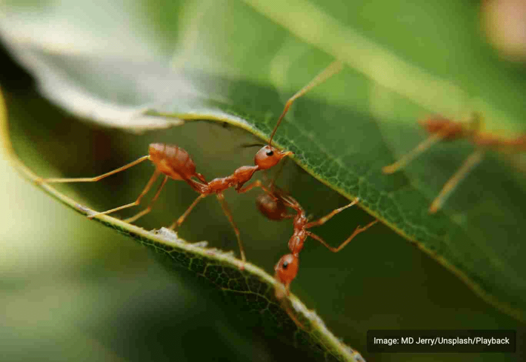 Why did insects colonize the land and not the oceans? This study explained