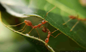 Why did insects colonize the land and not the oceans? This study explained