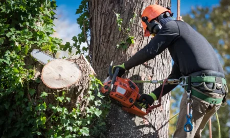 Tree Removal