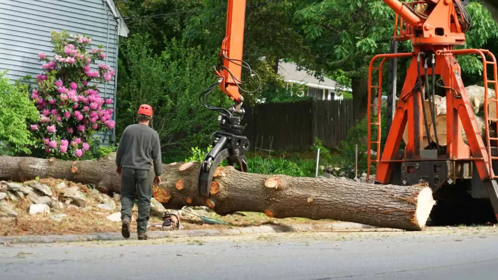 Tree Falling Service