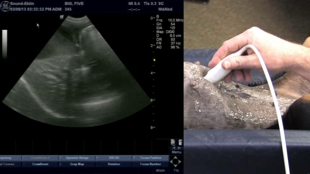 Harnessing the Power of Equine Ultrasound: Revolutionizing Veterinary Care