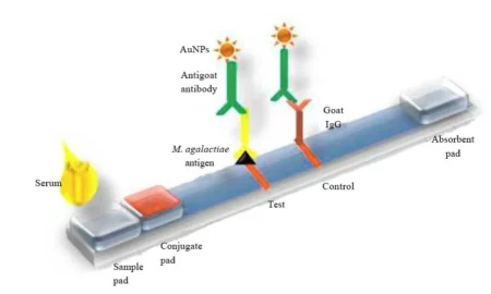 IVD Lateral Flow Assay Development