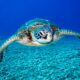 The Amazing World of Sea Turtles - Top Facts You Need to Know