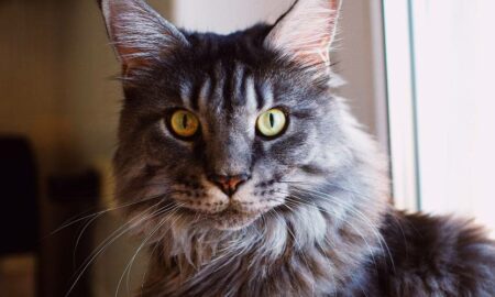 Maine Coon Cat