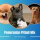 What Exactly Is the Pomeranian-Pitbull Mixed Breed?