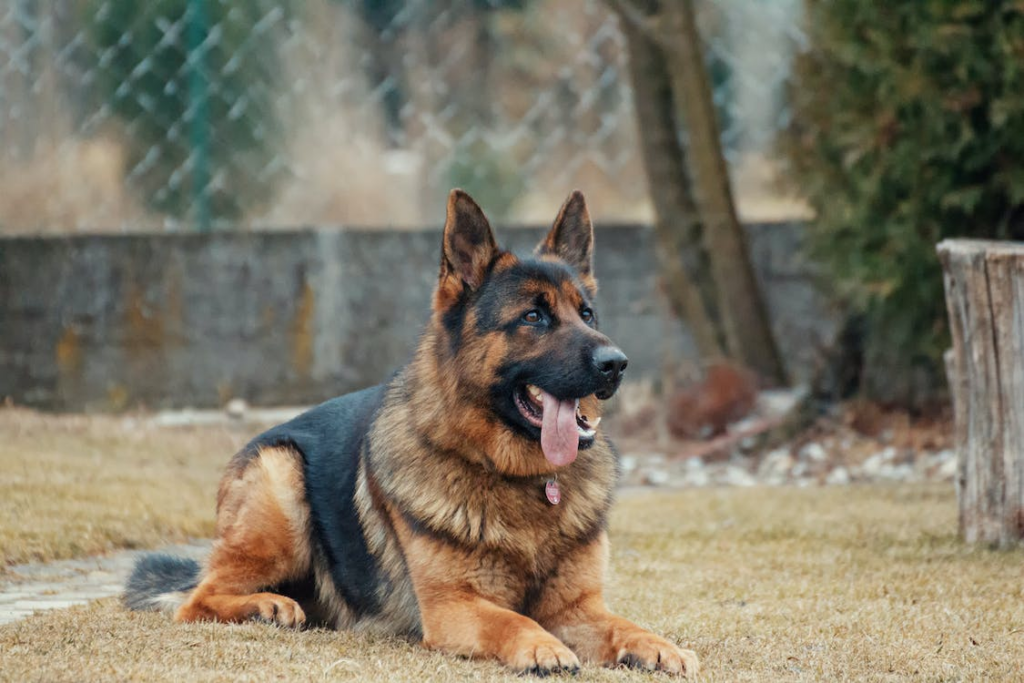 Seeking the help of a skilled lawyer for dog attack cases