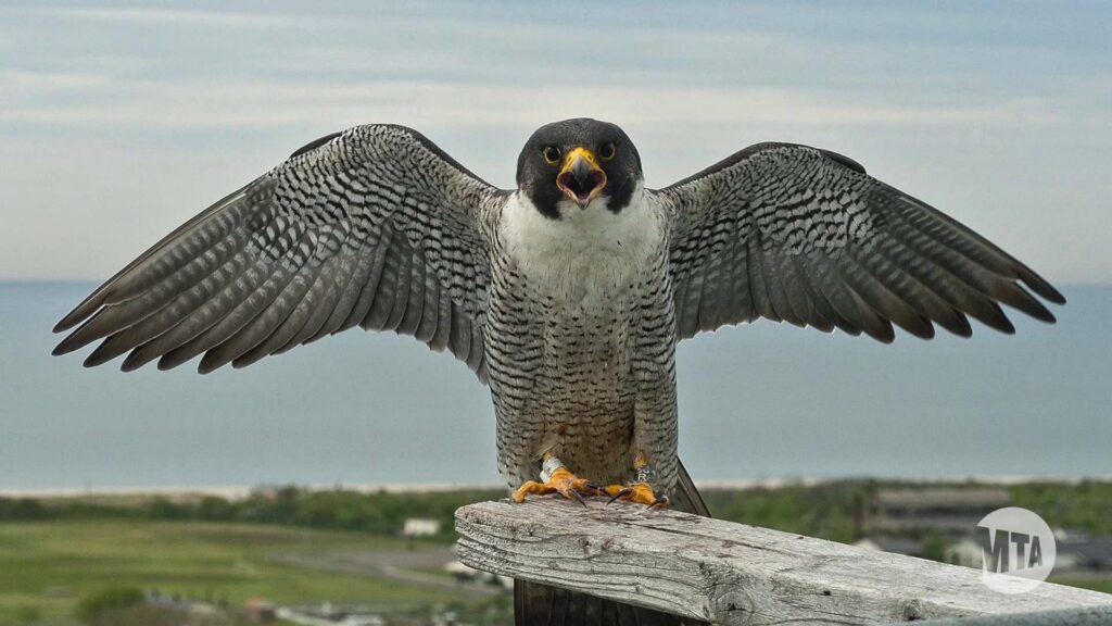 peregrine private capital corporation