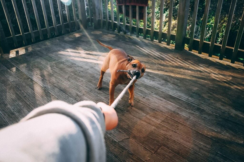 Dog bite attorneys