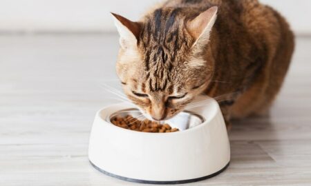 Choosing the Perfect Cat Food: A Feline Feast