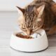 Choosing the Perfect Cat Food: A Feline Feast