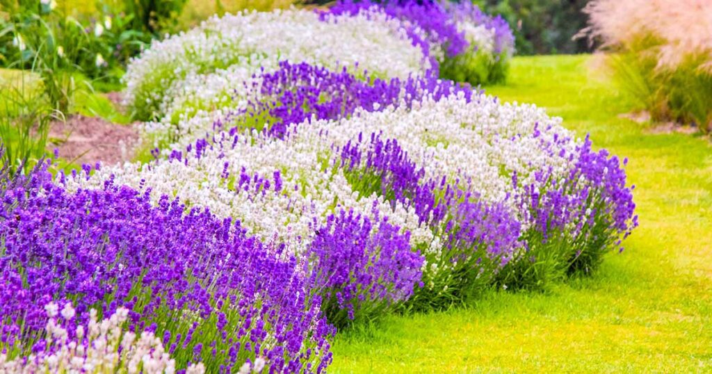 Lavender Plants for Sale: A Fragrant Addition to Your Garden