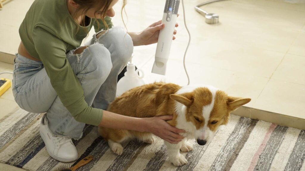 The Best Features of a Top-Notch Dog Blow Dryer!