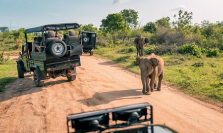 Embarking on an Enchanting South African Safari Adventure