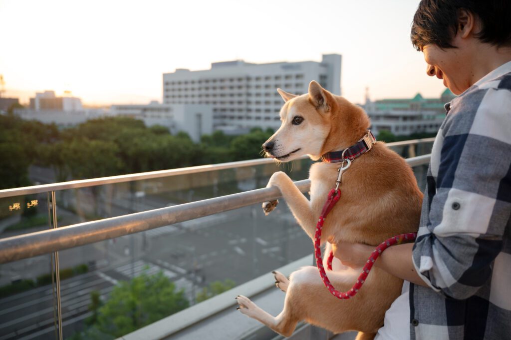 The Canine Haven: Dog Boarding in Seattle