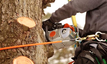 Follow the Advice of Arborists for Your and Your Tree’s Safety!