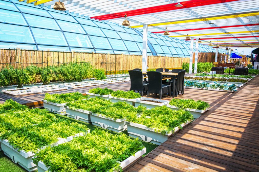 Top Advantages & Disadvantages of Hydroponics Farming