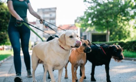 Dog Walker Services