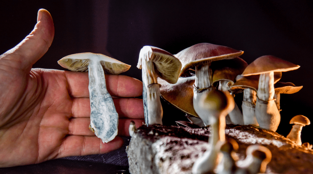 Mushroom Microdosing