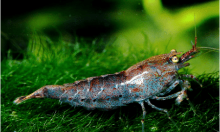 Diving into the World of Neocaridina Shrimp