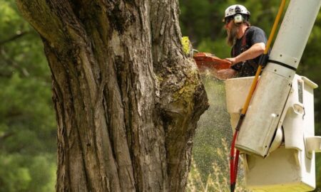 Arborist Services