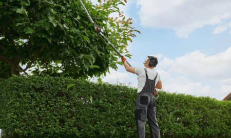 Regular Tree Maintenance